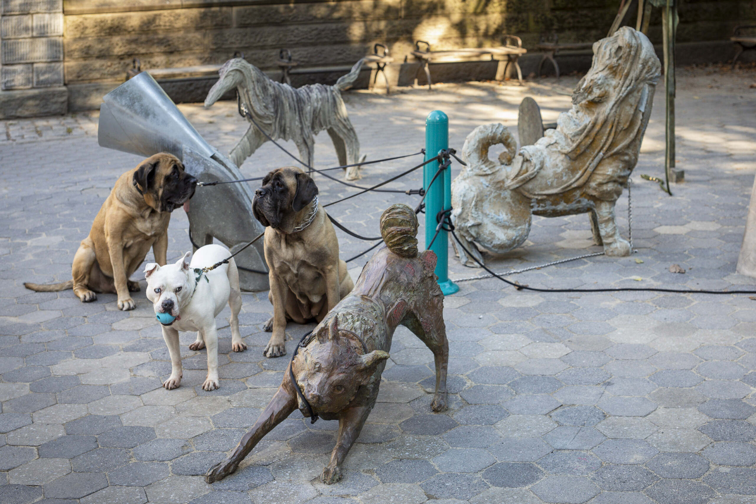 Dogs